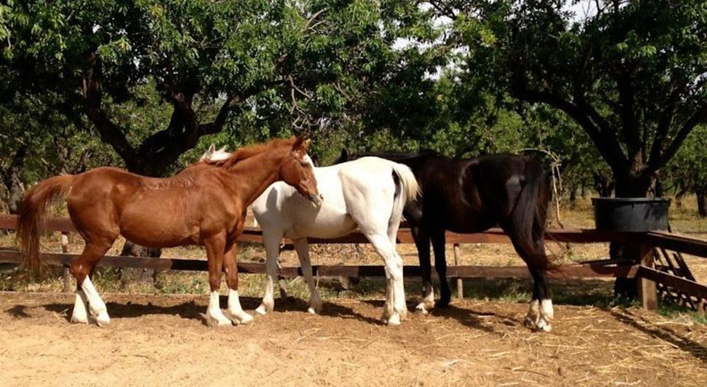 Agriturismo Vita E Natura Villa Noto Eksteriør bilde